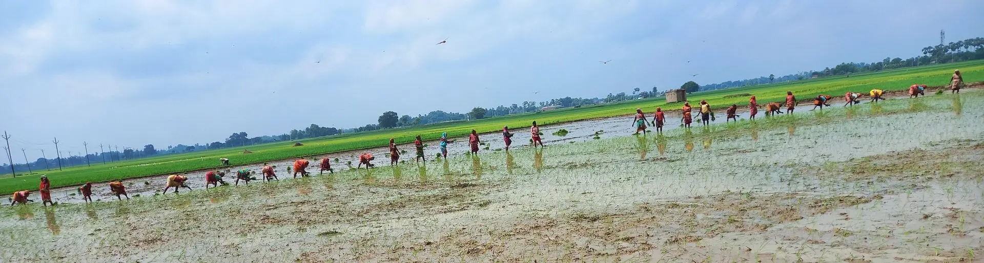 Here women were transplanting the katarni paddy.